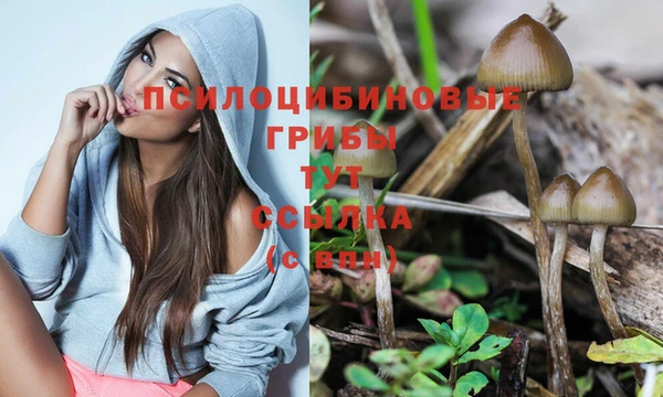 хмурый Аркадак