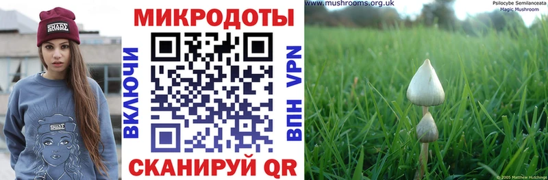 блэк спрут ссылки  купить закладку  Михайловск  Галлюциногенные грибы Psilocybine cubensis 